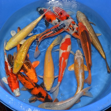 Nisai Mix