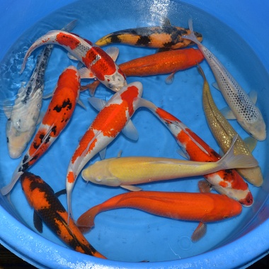 Nisai Mix