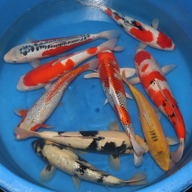 Nisai Mix