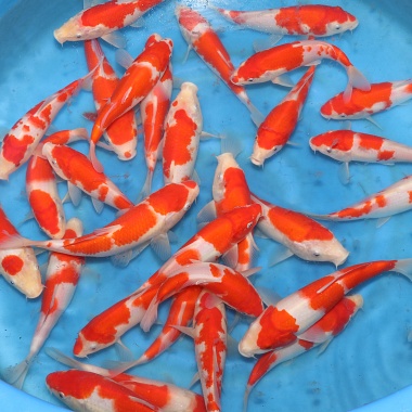 Tosai Kohaku